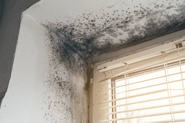 Affordable Attic Mold Remediation solutions in Rixeyville, VA